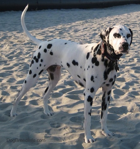 Bode the Dalmatian is standing in the sand on a beach