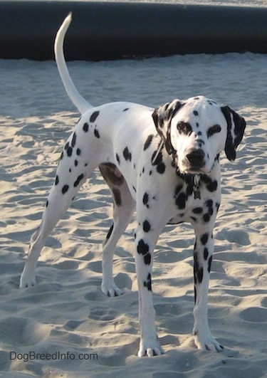 Bode the Dalmatian is standing in the sand on a beach and there is a large black pipe behind him