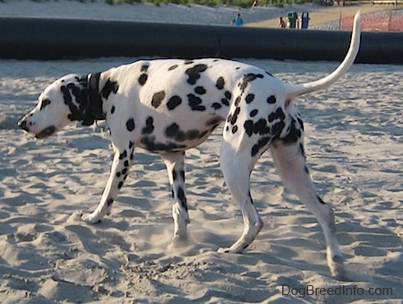 Bode the Dalmatian is walking across a beach towards the large black pipe which is in the background