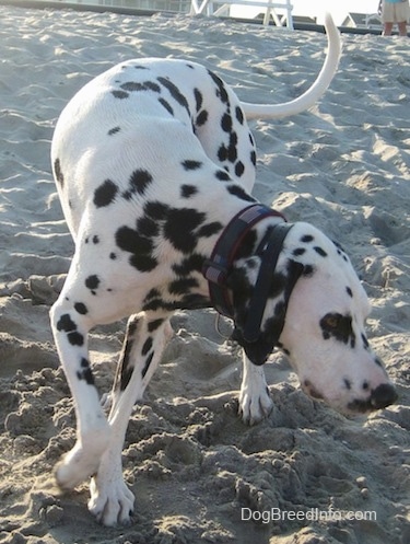 Bode the Dalmatian is running across the beach