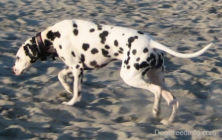 Bode the Dalmatian is moving swiftly across the sand sniffing the ground