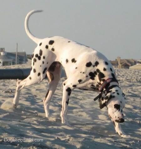 Bode the Dalmatian is sniffing around the beach. His tail is up and there are beach houses behind him in the distance.