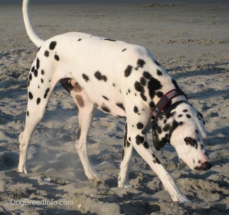 Bode the Dalmatian is walking around outside on a beach