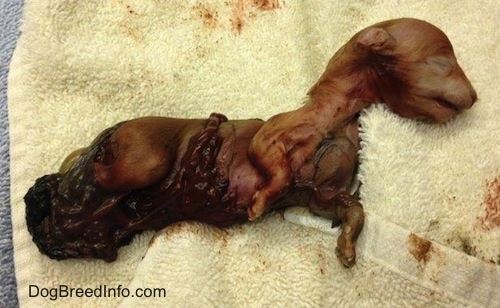 Dead Puppy wrapped in the sac