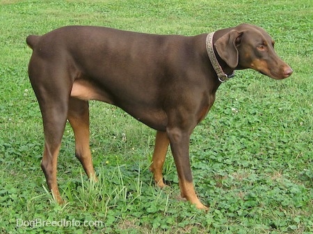 doberman price dog