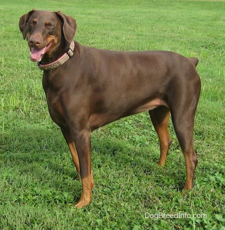 Bella the brown and tan Doberman Pinscher is standing in a field of grass wearing a pink and green camo collar. Its mouth is open and eyes are closed. It looks like she is smiling