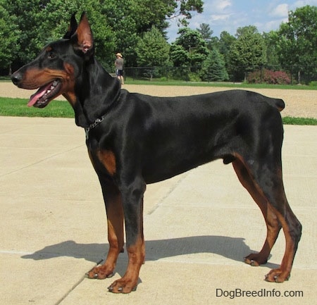 Left Profile - Maximus the black and tan Doberman Pinscher is posing at a park with his mouth is open and tongue is out. There are trees and a man in the background