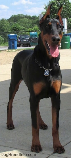 Maximus the black and tan Doberman Pinscher Puppy is standing on concrete and its mouth is open and tongue is out. There is a fence, cars and trash cans behind him.