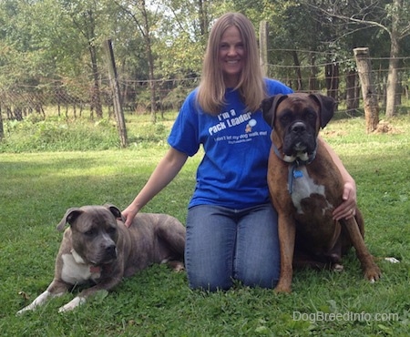 Pit Bull Terrier and Boxer pose with a lady in a yard