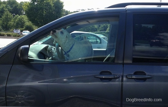 A dog standing on the driver side of a vehicle. The window is slightly cracked. The dog id sticking its nose out of the crack