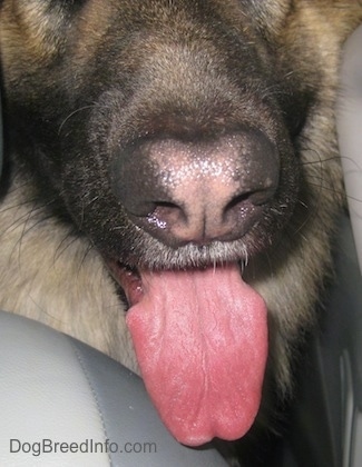 Close Up - A dog's nose with a strip of pink down the center and black coloring on the sides. Its tongue is out and it is sitting in the back of a vehicle