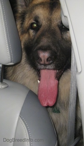 A dog with a stripe of pink down the center of his black nose sitting in the back of a vehicle peering between the bucket car seat and the side of the car and its tongue is out