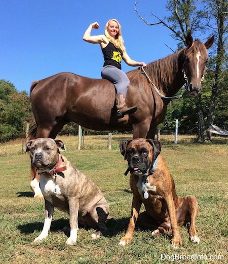 Spencer the Pit Bull and Bruno the Boxer sitting in front of Amie who is flexing on Scooter the horse