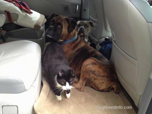 Bruno the Boxer and Spencer the Pitbull Terrier laying on Dog beds in a mini van with Sylvester the Cat