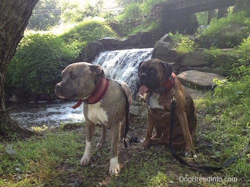 Spencer the Pit Bull Terrier and Bruno the Boxer are in front of a waterfall at a creek