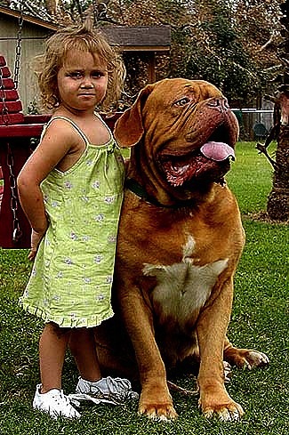 A little girl is standing next to a sitting Razz the Dogue de Bordeaux. There is a red swing  and a house behind them. The dog looks larger than the child.