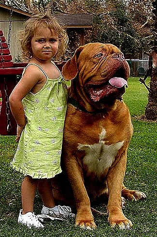 Dogue De Bordeaux Size Chart