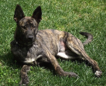Dutch Shepherd Dog Breed Information And Pictures