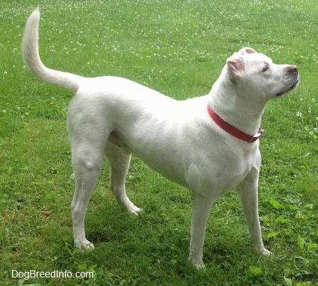 Gunner the white EngAm Bulldog is wearing a red collar standing in a grassy field and looking to the right