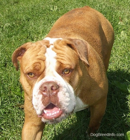 Choppers the English Bulldog walking in grass towards the camera holder with its mouth open