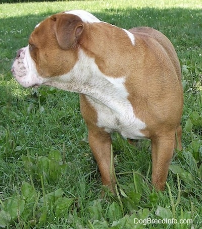 Choppers the English Bulldog standing on grass and looking to the left