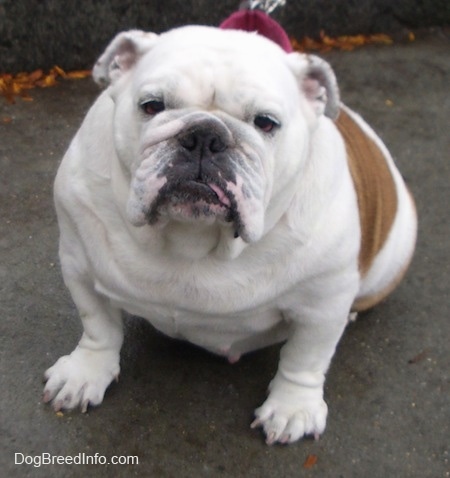 all white english bulldog puppy