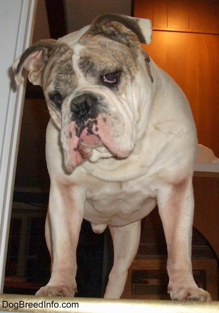 Spike the Bulldog looking down a staircase