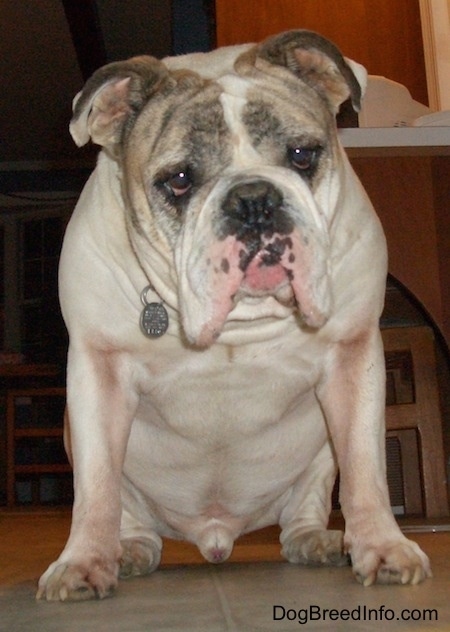 Spike the Bulldog is sitting on a tiled floor in front of a chair and counter