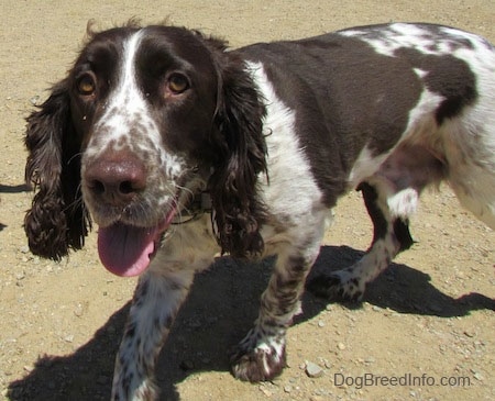 Close Up - Duke the dark brown and white ticked English Springer Spaniel is walking across dirt. Dukes mouth is open and his tongue is out