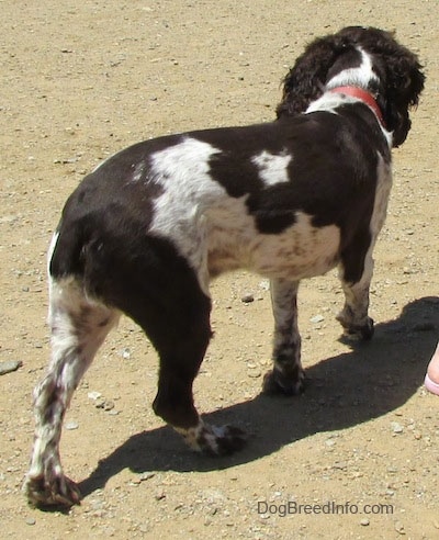 Duke the dark brown and white English Springer Spaniels back is facing the camera. He is walking to the right side of the background.