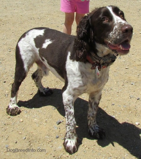 Duke the dark brown and white English Springer Spaniel is standing in dirt and looking up. There is a person behind him.