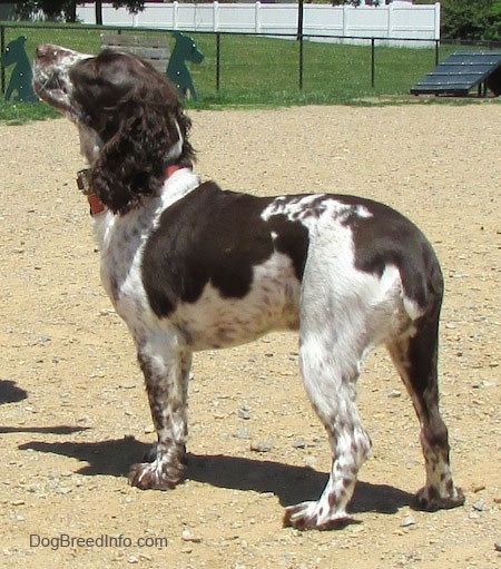 Duke the dark brown and white English Springer Spaniel is standing on dirt and looking up and to the left