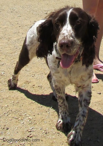 Duke the English Springer Spaniel is walking through dirt. There is a person behind him