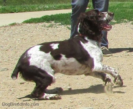 Duke the English Springer Spaniel is preparing to jump and kicking up dust. There is a person behind him