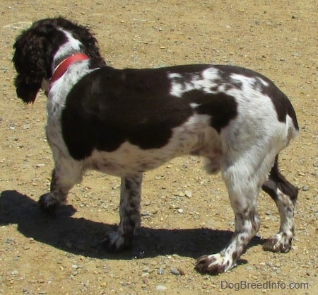 Duke the English Springer Spaniels back is facing the camera. He is walking away.