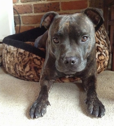 blue english staffy female