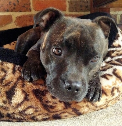 brindle staffy pups for sale