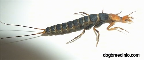 Larva from a False Bombardier Beetle which has a black body and an orange head