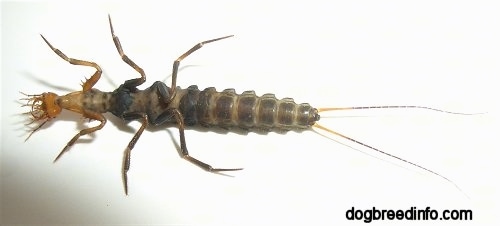 Left Profile - Larva from a False Bombardier Beetle