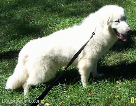 The right side of a white Great Pyrenees with his mouth open and tongue out. It is standing up a hill in a yard