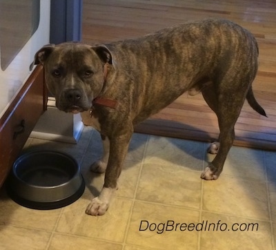 A blue-nose brindle pit Bull Terrier is standing in front of an empty food bowl in the kitchen and looking at the camera holder.