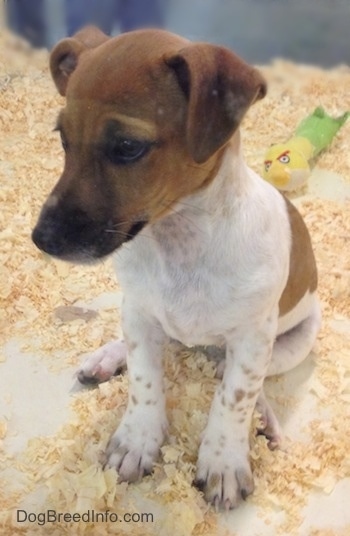 Chibbs the tan, white with black Foxy Russell puppy is sitting in wood chips and looking down.