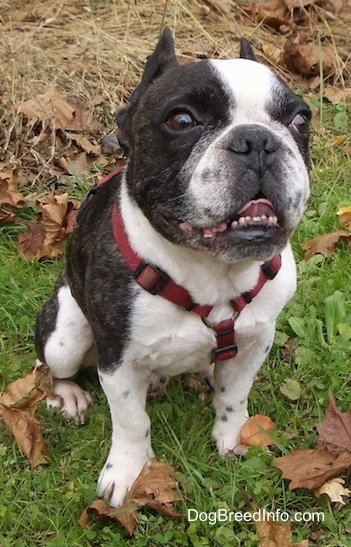 A black and white French Bulldog is sitting in a field. Its ears are pinned back slightly and its mouth is open and tongue is out