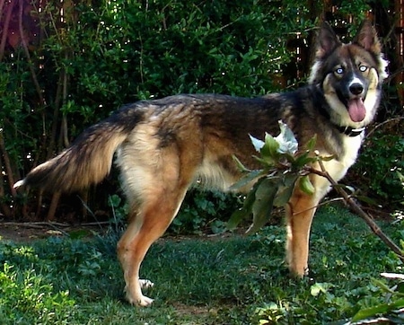 german shepherd husky hybrid