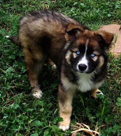 gerberian shepsky puppies