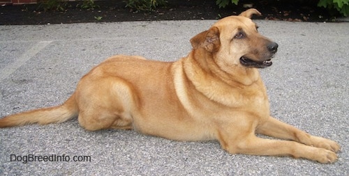 A tan German Sheprador is laying in a parking lot and looking to the right