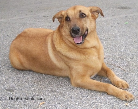 A tan German Sheprador is laying in a parking lot. Its mouth is open and its tongue is out and it looks happy.