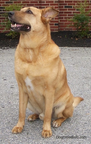 A tan German Sheprador is sitting in a parking lot in front of a brick building looking up and to the left. Its mouth is open.