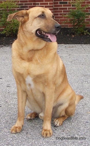 A tan German Sheprador is sitting in a parking lot in front of a brick building looking to the right. The dog has a spot of white on its chest.