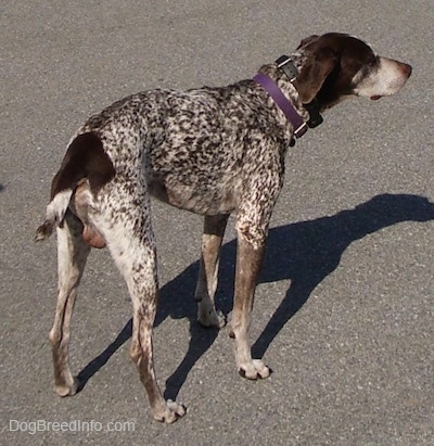 A white with brown German Shorthaired Pointer is standing in a parking lot. Its body is a bit scrunched up